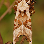 Blýskavka mramorovaná - Phlogophora meticulosa (Linnaeus, 1758)